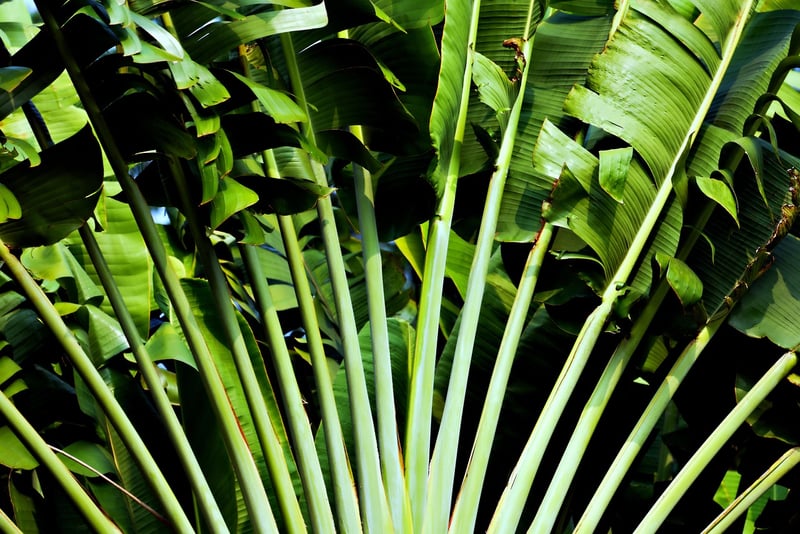 Vertical Garden