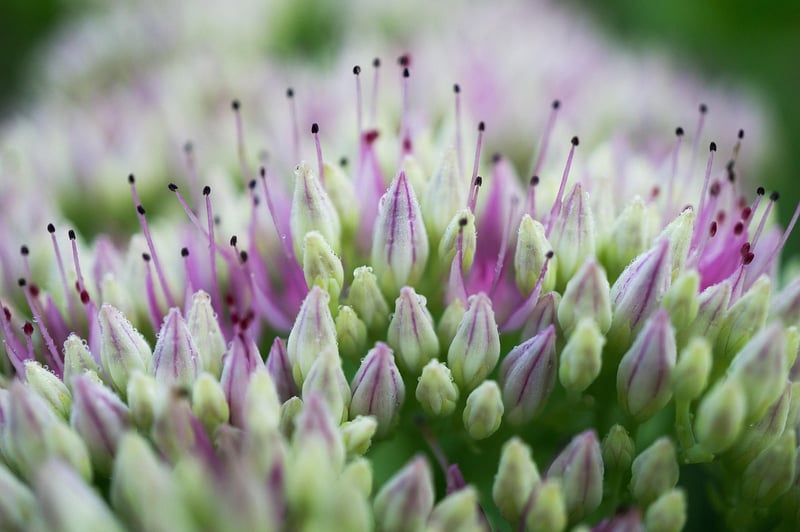 Sedum